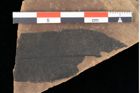 Foto (Detailansicht) von Myrica lignitum Unger (NHMW-GEO-2024-0188-0622)